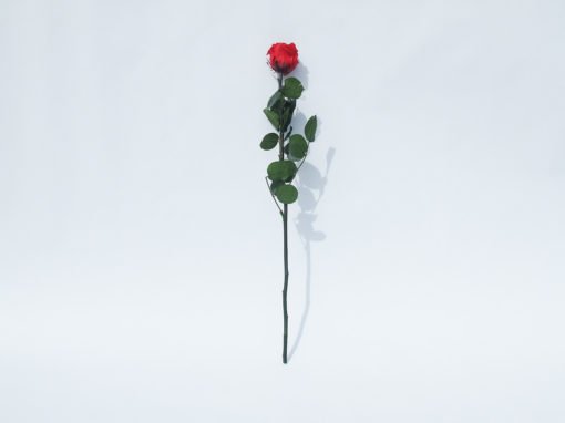 Rose eternelle rouge tige - Les Fleurs du Vermois