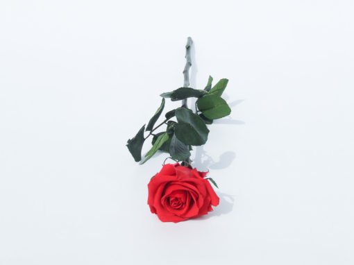 Rose eternelle rouge tige - Les Fleurs du Vermois