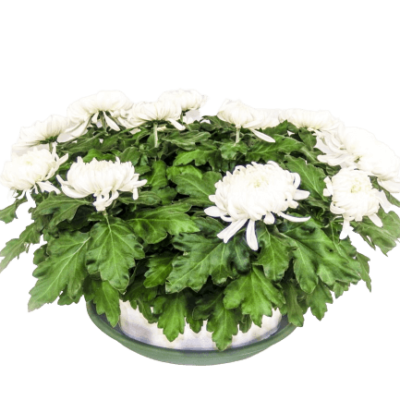 Chrysanthème dirigé blanc