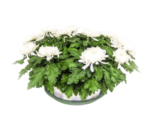 Chrysanthème dirigé blanc
