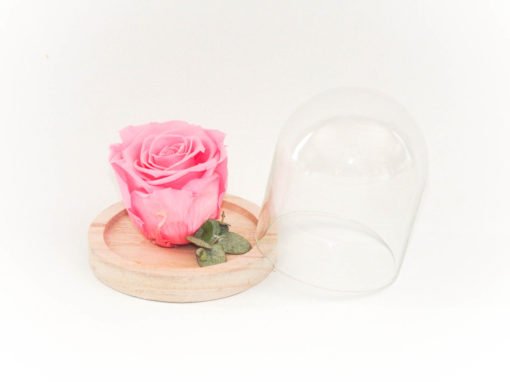 Petite rose éternelle rose pâle sous cloche – Image 2