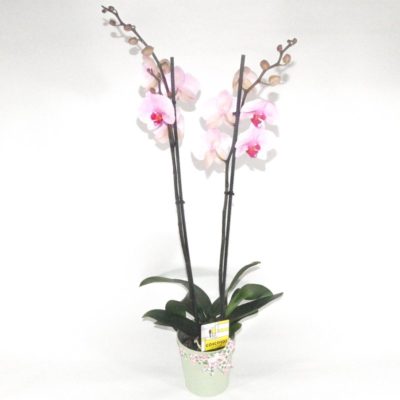 Orchidée rose cœur fushia