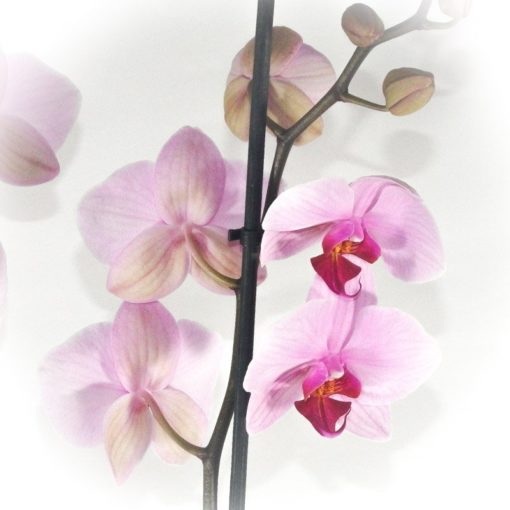 Orchidée rose cœur fushia – Image 2