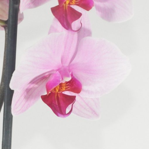 Orchidée rose cœur fushia – Image 3