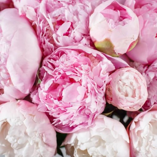 Brassée de Pivoines Roses