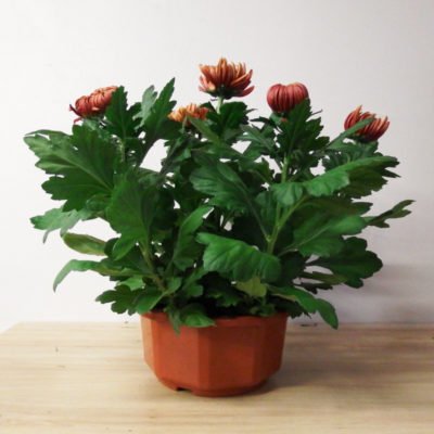 Chrysanthème dirigé mordoré