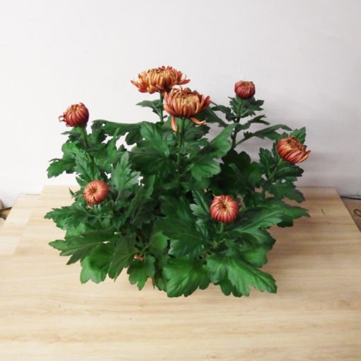 Chrysanthème dirigé mordoré – Image 2