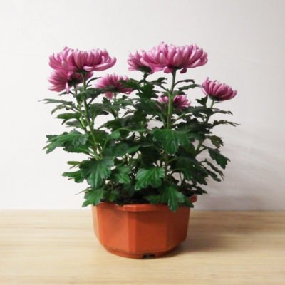 Chrysanthème dirigé mauve