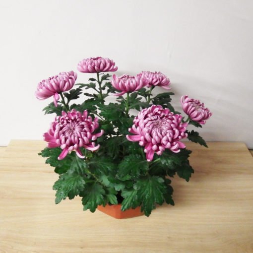Chrysanthème dirigé mauve – Image 2