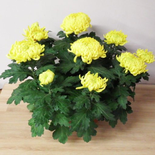 Chrysanthème dirigé jaune – Image 2