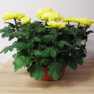 Chrysanthème dirigé jaune