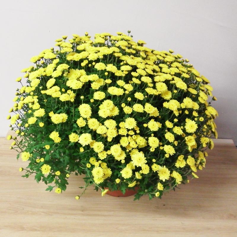 Pomponnette Jaune – Image 2