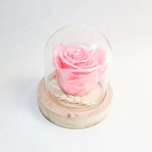 Petite rose éternelle rose pâle sous cloche